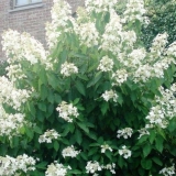 Panicled hydrangea levana: sadnja i njega, reprodukcija, recenzije